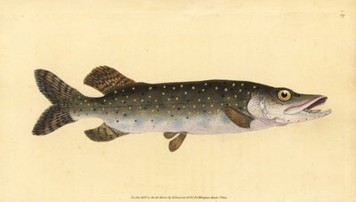 Noordelijke snoek, Esox lucius. Handgekleurde kopergravure getekend en gegraveerd door Edward Donovan uit zijn Natural History of British Fishes, Donovan en F.C. en J. Rivington, Londen door Edward Donovan