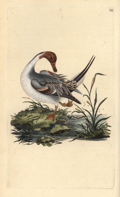 Pijlstaart, Anas acuta. Handgekleurde kopergravure uit 