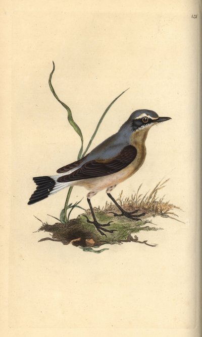 Tapuit, Oenanthe oenanthe door Edward Donovan