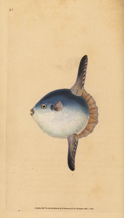 Zonnevis, Mola mola. Kwetsbaar. Handgekleurde kopergravure getekend en gegraveerd door Edward Donovan uit zijn Natural History of British Fishes, Donovan en F.C. en J. Rivington, Londen door Edward Donovan