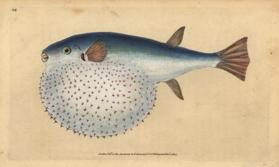Oceanische kogelvis, Lagocephalus lagocephalus (Stervormige kogelvis, Tetrodon stellatus). Handgekleurde kopergravure getekend en gegraveerd door Edward Donovan uit zijn Natural History of British Fishes, Donovan en F.C. en J. Rivington, Londen door Edward Donovan