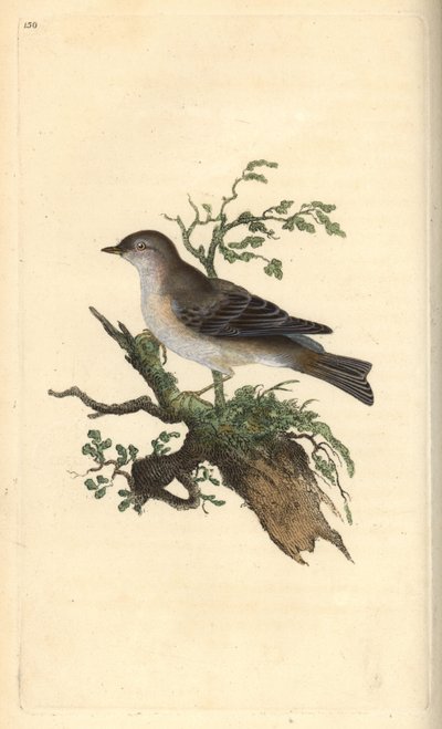 Orpheusgrasmus, Sylvia hydrtensis, of grote grasmus. Handgekleurde koperplaat getekend en gegraveerd door Edward Donovan uit zijn eigen Natural History of British Birds, Londen door Edward Donovan