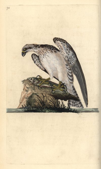 Visarend, Pandion haliaetus, staand op een gevangen vis. Handgekleurde kopergravure getekend en gegraveerd door Edward Donovan uit zijn Natural History of British Birds, Londen door Edward Donovan