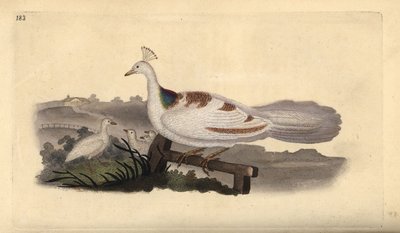 Pauw, Pavo cristatus, vrouwtje met jongen door Edward Donovan