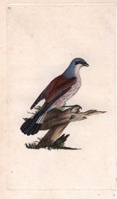 Pie grieche ecorcheur. Lanius collurio. Kopergravure door Edward Donovan, gepubliceerd in Histoire naturelle des oiseaux britanniques, Londen door Edward Donovan