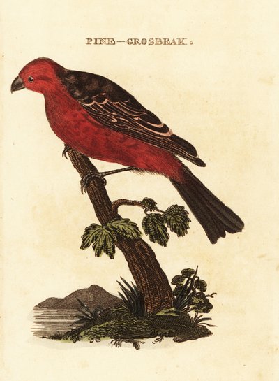 Haakbek, Pinicola enucleator door Edward Donovan