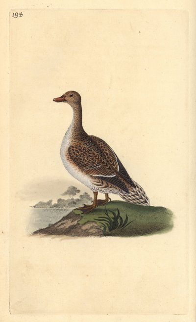 Pijlstaart, Anas acuta, vrouwelijk door Edward Donovan