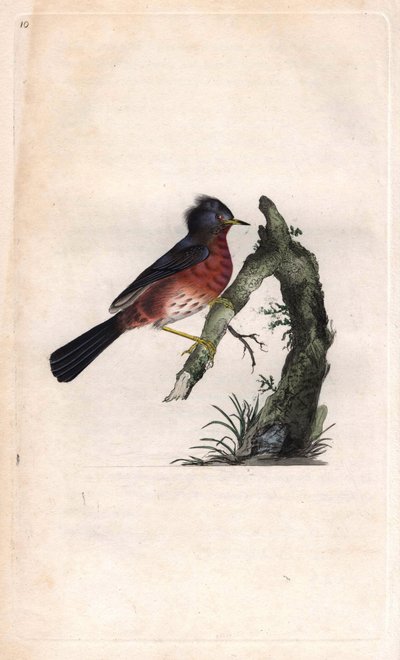 Pitchou warf. Sylvia undata (Sylvia dartfordiensis). Kopergravure door Edward Donovan, gepubliceerd in Histoire naturelle des oiseaux britanniques, Londen door Edward Donovan