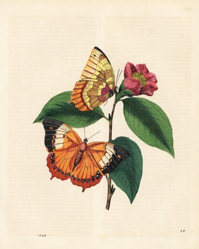 Plain tawny rajah vlinder, Charaxes psaphon (Nymphalis bernardus) op een camellia. Gekopieerd uit Edward Donovan