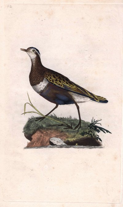 Morinelplevier. Eudromias morinellus (Charadrius morinellus) door Edward Donovan