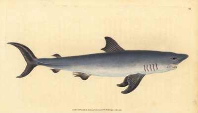 Haringhaai, Lamna nasus. Kwetsbaar. (Haringhaai, Squalus cornubicus) door Edward Donovan