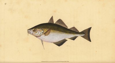 Puitaal, Trisopterus luscus (Bib, Gadus luscus). Handgekleurde koperplaat getekend en gegraveerd door Edward Donovan uit zijn Natural History of British Fishes, Donovan en F.C. en J. Rivington, Londen door Edward Donovan
