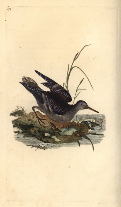 Paarse strandloper, Calidris maritima. Handgekleurde koperplaat getekend en gegraveerd door Edward Donovan uit zijn eigen 