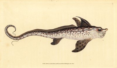 Konijnvis of zeemonster, Chimaera monstrosa. Bijna bedreigd. Handgekleurde koperplaat getekend en gegraveerd door Edward Donovan uit zijn Natural History of British Fishes, Donovan en F.C. en J. Rivington, Londen door Edward Donovan