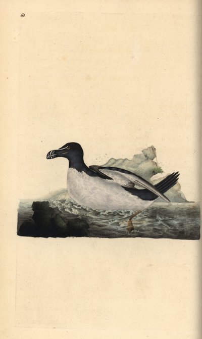 Alk, Alca torda. Handgekleurde koperplaat getekend en gegraveerd door Edward Donovan uit zijn eigen Natural History of British Birds, Londen door Edward Donovan