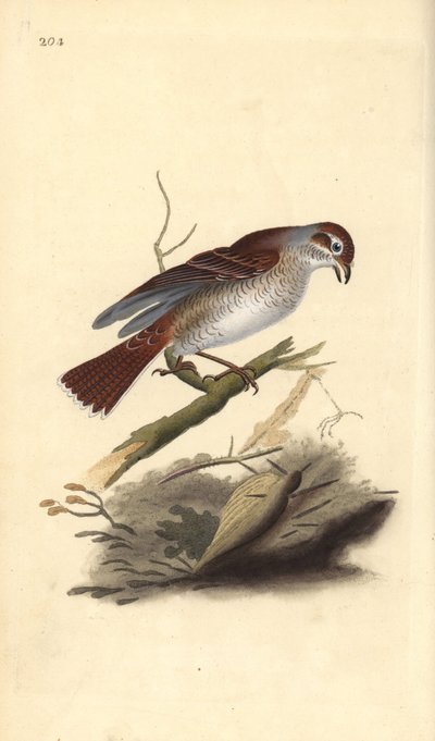 Grauwe klauwier (vrouwelijk), Lanius collurio door Edward Donovan