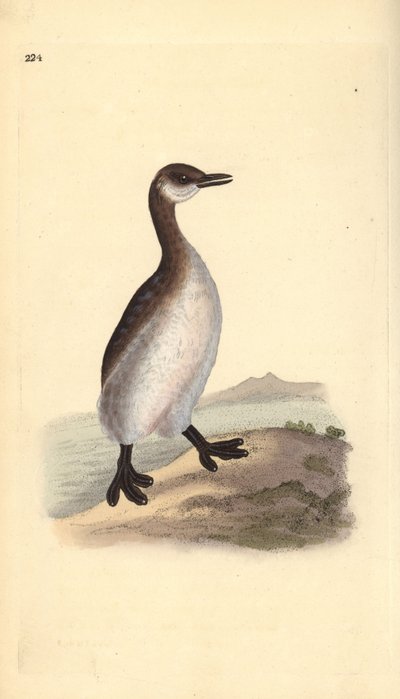 Roodhalsfuut (vrouwelijk), Podiceps grisegena door Edward Donovan