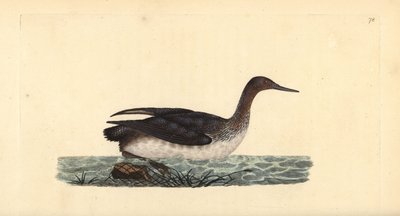 Roodkeelduiker, Gavia stellata. Handgekleurde koperplaat getekend en gegraveerd door Edward Donovan uit zijn eigen “Natural History of British Birds,” Londen door Edward Donovan