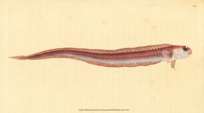 Rode bandvis, Cepola macrophthalma door Edward Donovan