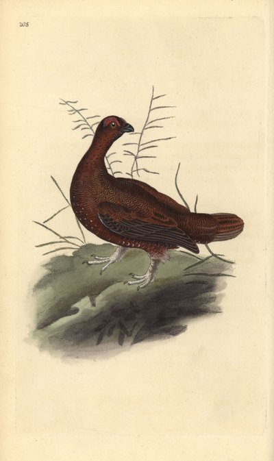 Schotse sneeuwhoen, Lagopus lagopus scotica. Handgekleurde koperplaat getekend en gegraveerd door Edward Donovan uit zijn eigen Natural History of British Birds, Londen door Edward Donovan