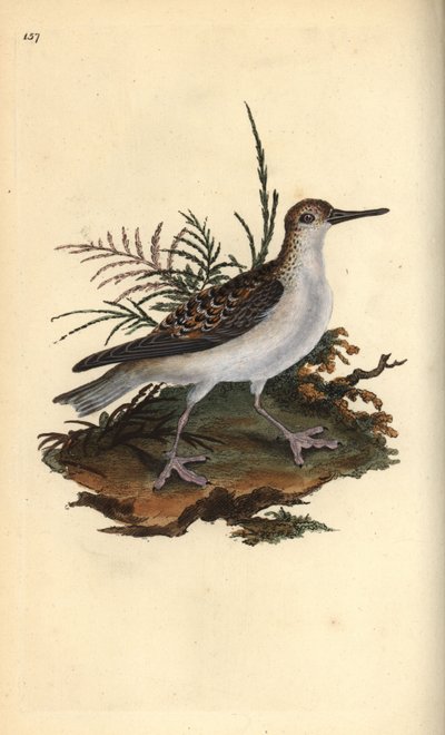 Rosse franjepoot, Phalaropus fulicarius door Edward Donovan