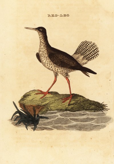 Tureluur, Tringa totanus door Edward Donovan