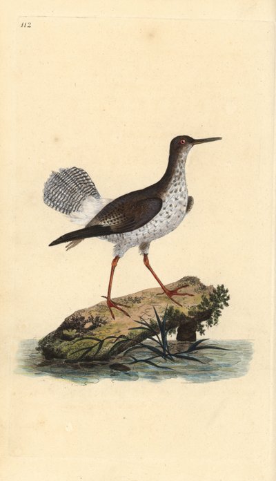 Tureluur, Tringa totanus. Handgekleurde kopergravure uit 