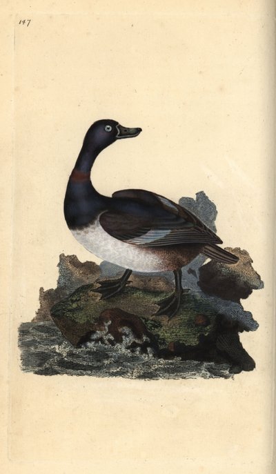Ringnek eend, Aythya collaris. Handgekleurde koperplaat getekend en gegraveerd door Edward Donovan uit zijn Natural History of British Birds, Londen door Edward Donovan