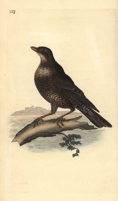 Beflijster (vrouwelijk), Turdus torquatus door Edward Donovan