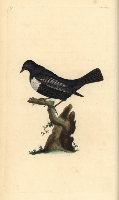 Beflijster, Turdus torquatus. Handgekleurde kopergravure getekend en gegraveerd door Edward Donovan uit zijn Natural History of British Birds, Londen door Edward Donovan