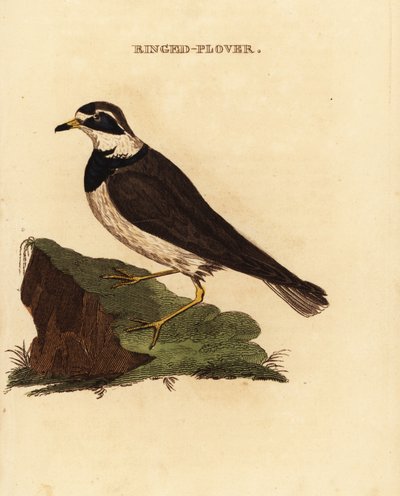 Bontbekplevier, Charadrius hiaticula door Edward Donovan