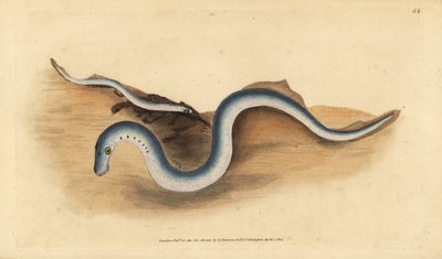 Rivierprik, Lampetra fluviatilis (Lampern of kleine prik, Petromyzon fluviatilis). Handgekleurde koperplaat getekend en gegraveerd door Edward Donovan uit zijn Natural History of British Fishes, Donovan en F.C. en J. Rivington, Londen door Edward Donovan