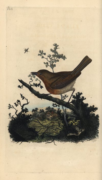 Roodborstje, Erithacus rubecula. Handgekleurde kopergravure uit 