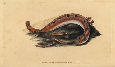 Rotsprik, Pholis gunnellus (Gevlekte blenny of boter vis, Blennius gunnellus). Handgekleurde kopergravure getekend en gegraveerd door Edward Donovan uit zijn Natural History of British Fishes, Donovan en F.C. en J. Rivington, Londen door Edward Donovan
