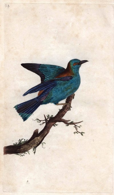 Rollier van Europa. Coracias garrulus (Coracias garrula). Kopergravure door Edward Donovan (1768-1837), gepubliceerd in Histoire naturelle des oiseaux britanniques, Londen door Edward Donovan
