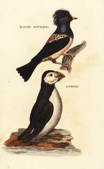 Roze spreeuw, Pastor roseus, en papegaaiduiker, Fratercula arctica door Edward Donovan