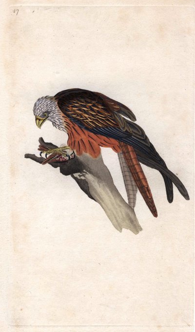 Rode wouw, Milvus milvus door Edward Donovan