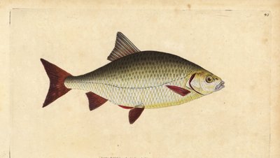 Ruisvoorn, Scardinius erythrophthalmus (Rode oog, Cyprinus erythrophthalmus). Handgekleurde kopergravure getekend en gegraveerd door Edward Donovan uit zijn Natural History of British Fishes, Donovan en F.C. en J. Rivington, Londen door Edward Donovan