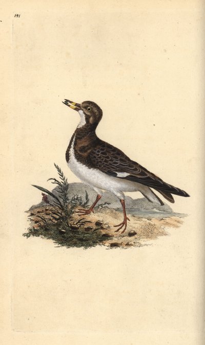 Steenloper, Arenaria interpres. Handgekleurde kopergravure uit 