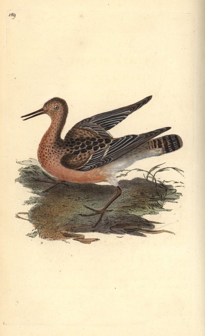 Kemphaan, Philomachus pugnax, vrouwtje. Handgekleurde koperplaat getekend en gegraveerd door Edward Donovan uit zijn eigen 