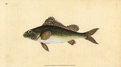 Pos, Gymnocephalus cernua door Edward Donovan