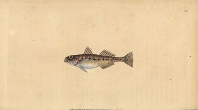 Zandgrondel, Pomatoschistus minutus (Gevlekte grondel, Gobius minutus). Handgekleurde kopergravure getekend en gegraveerd door Edward Donovan uit zijn Natural History of British Fishes, Donovan en F.C. en J. Rivington, Londen door Edward Donovan