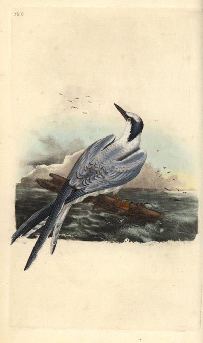 Grote stern, Thalasseus sandvicensis. Handgekleurde kopergravure getekend en gegraveerd door Edward Donovan uit zijn eigen 