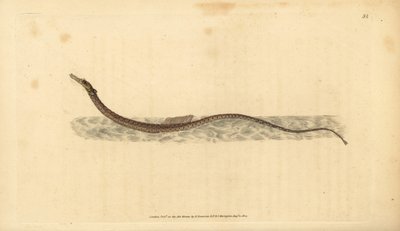 Sargassum pijpvis of pelagische pijpvis. Handgekleurde koperplaat getekend en gegraveerd door Edward Donovan uit zijn Natural History of British Fishes, Donovan en F.C. en J. Rivington, Londen door Edward Donovan