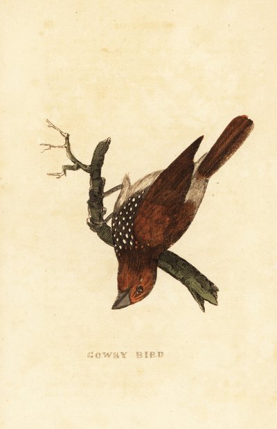 Schubbenborstmus of rijstmuis, Lonchura punctulata door Edward Donovan
