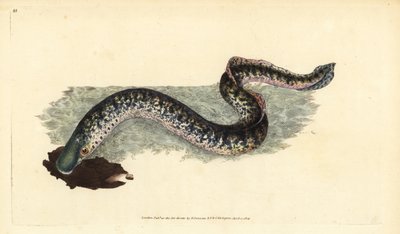 Zeeprik, Petromyzon marinus (Marine of gevlekte prik). Handgekleurde kopergravure getekend en gegraveerd door Edward Donovan uit zijn Natural History of British Fishes, Donovan en F.C. en J. Rivington, Londen door Edward Donovan