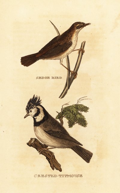 Rietzanger, Acrocephalus schoenobaenus, en kuifmees, Lophophanes cristatus door Edward Donovan