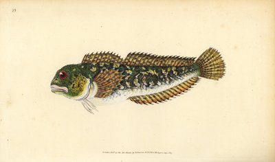 Snotolf, Lipophrys pholis door Edward Donovan