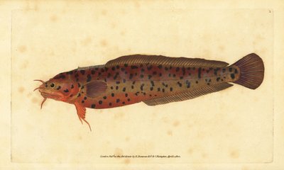 Kustkabeljauw, Gaidropsarus mediterraneus (Driebaardkabeljauw of rotskabeljauw, Gadus tricirratus). Handgekleurde kopergravure getekend en gegraveerd door Edward Donovan uit zijn Natural History of British Fishes, Donovan en F.C. en J. Rivington, Londen door Edward Donovan