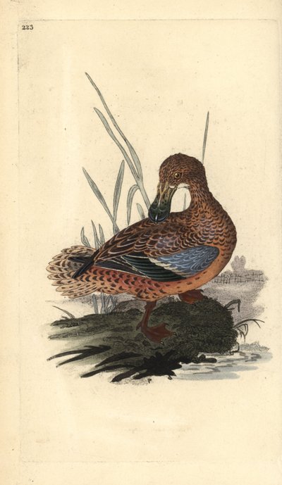 Slobeend (vrouwelijk), Anas clypeata. Handgekleurde koperplaat getekend en gegraveerd door Edward Donovan uit zijn eigen Natural History of British Birds, Londen door Edward Donovan